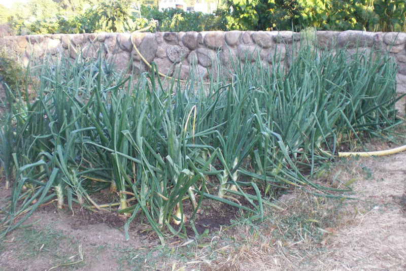 CIMG5998.JPG