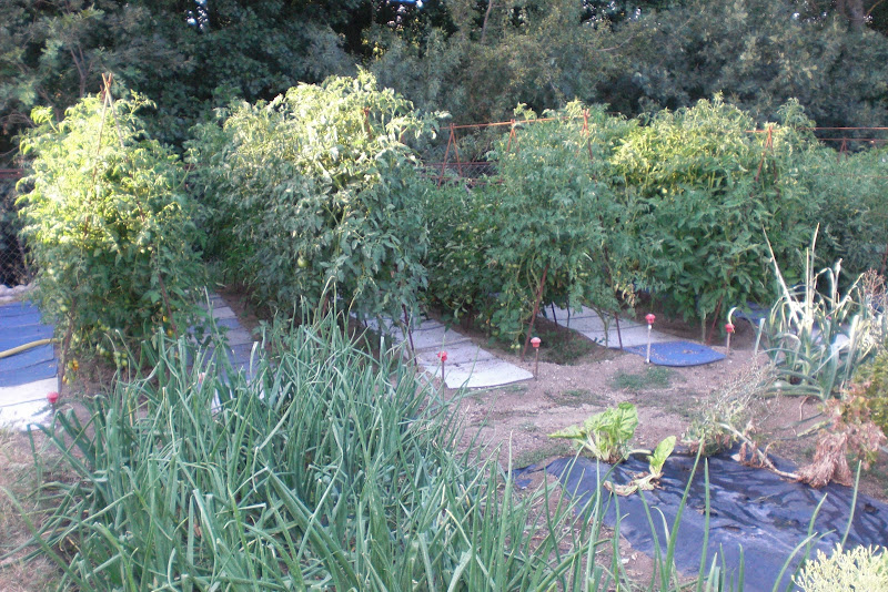 CIMG6001.JPG