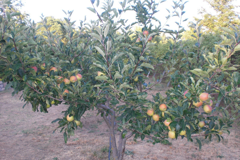 CIMG6003.JPG