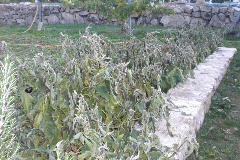 CIMG6108.JPG