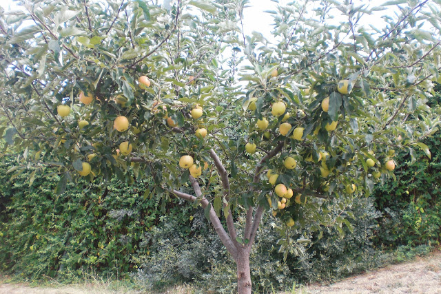 CIMG6497.JPG