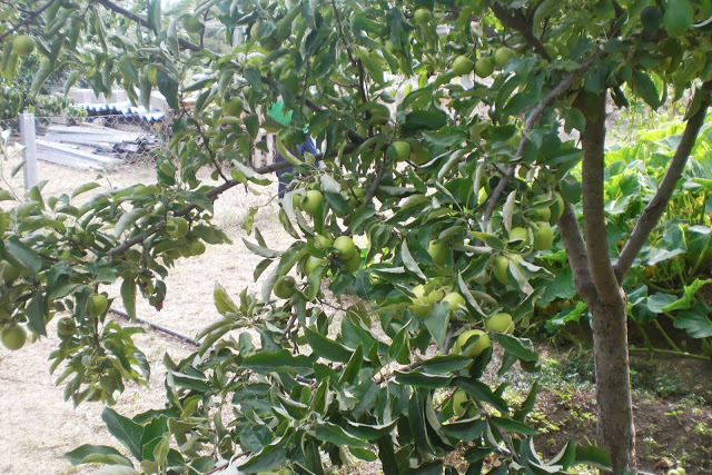 CIMG6514.JPG