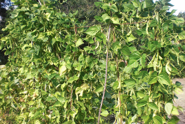 CIMG6515.JPG