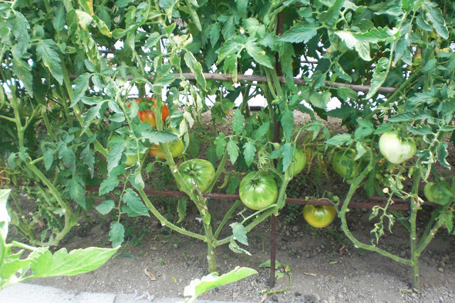 CIMG6518.JPG