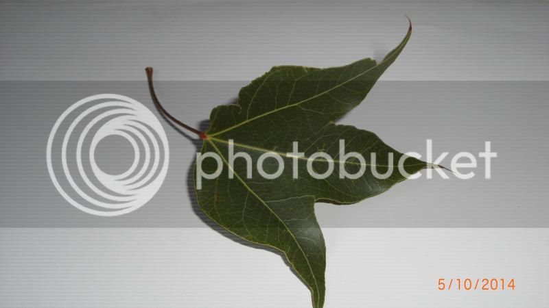 CIMG8913_zps8d146d05.jpg