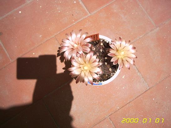 Cimnocaycium_vista_cenital_2.JPG