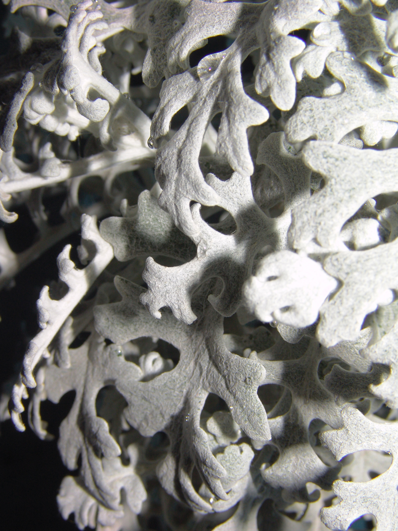 cineraria-2.jpg