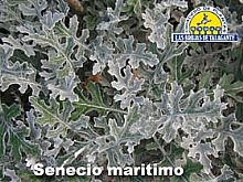 Cineraria%20maritima%20gruesa%20det1hoja%20copia.jpg