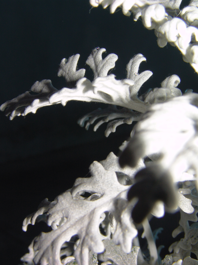 cineraria-4.jpg