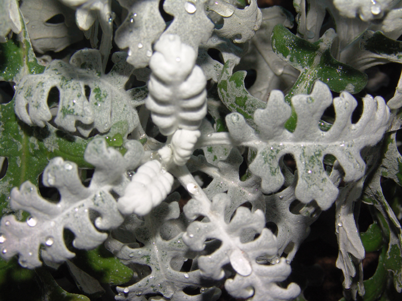 cineraria.jpg