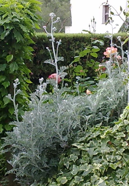 cineraria.jpg
