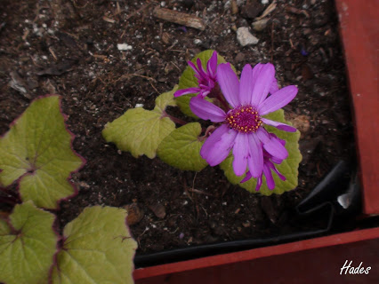 cineraria.jpg