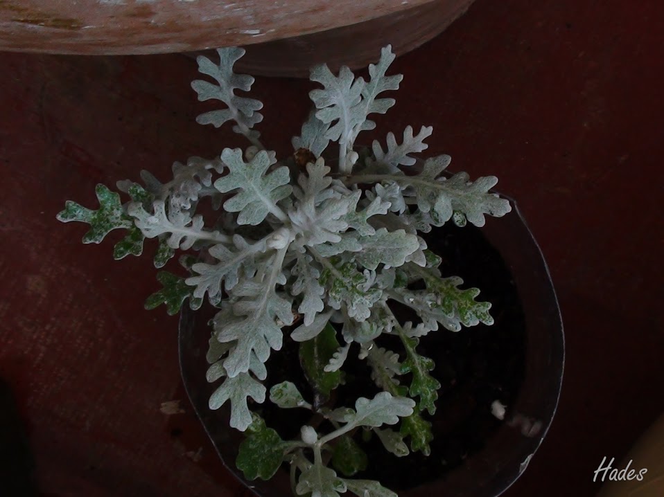 cineraria.jpg