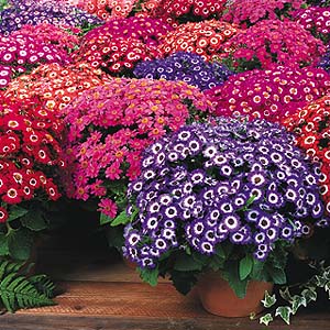 cineraria.lg.jpg