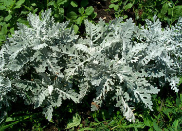 cineraria-maritima.jpg
