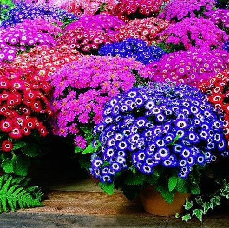 cineraria-planta.jpg