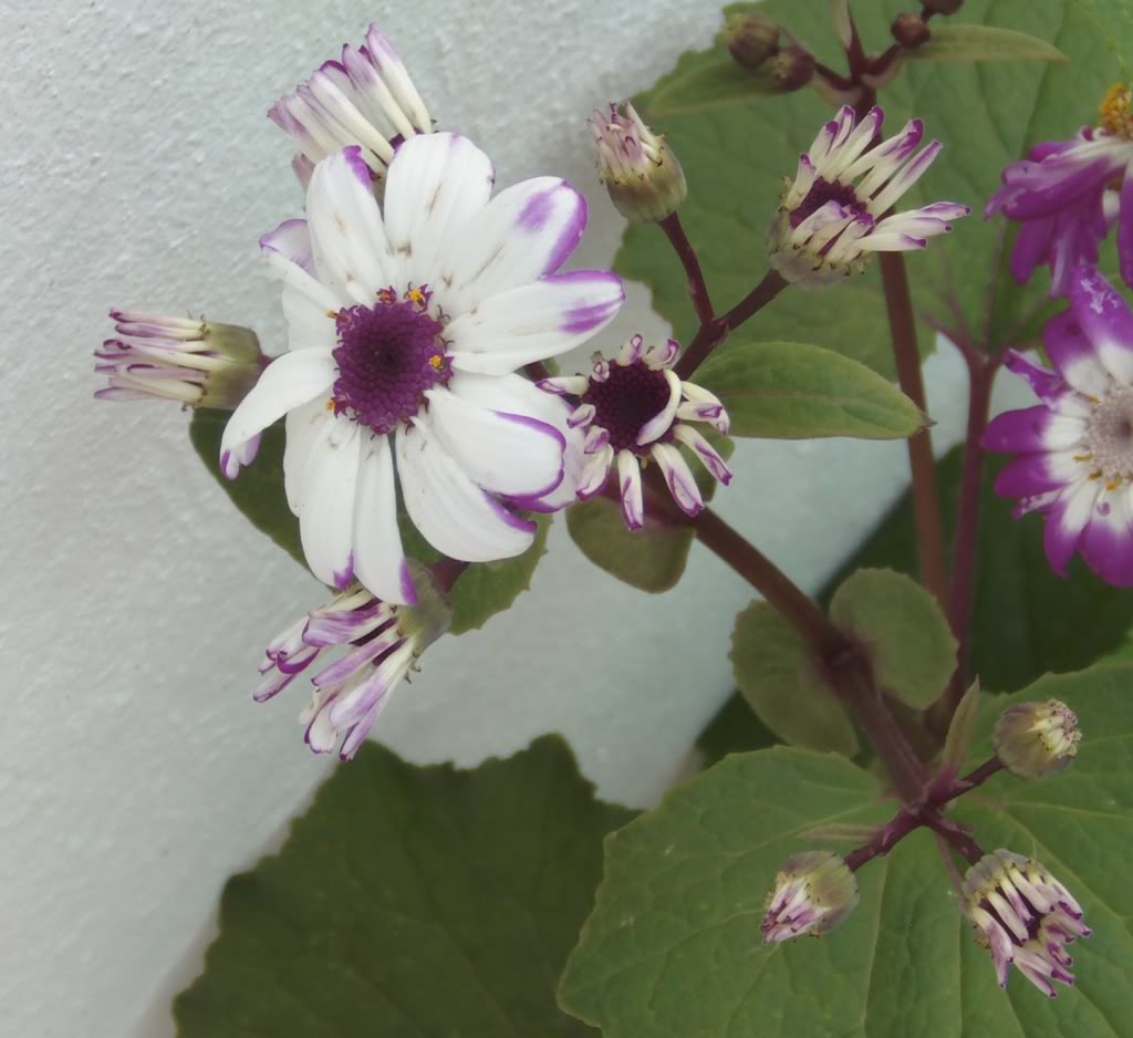 cinerariasjaspeadasfucsia.jpg