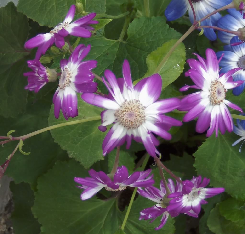 cinerariasrosafucsias.jpg