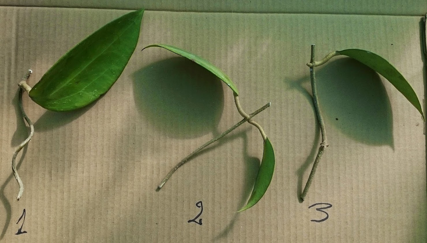 cinnamomifolia1.jpg