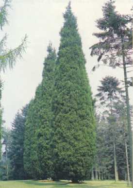 cipres-leyland.jpg