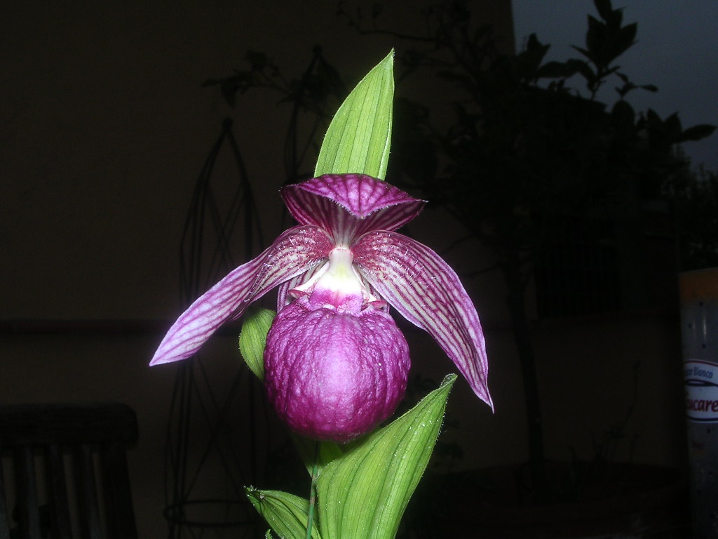 cipripedium%20franchetii.JPG