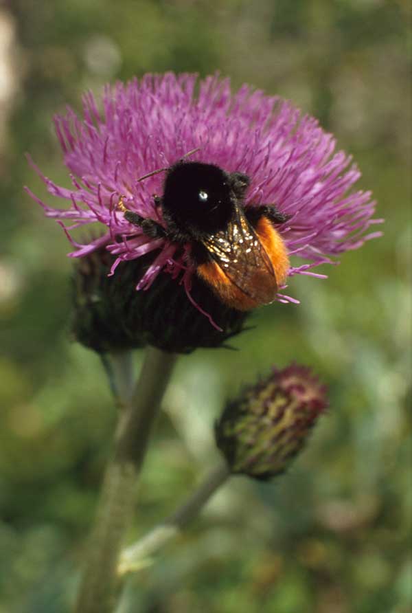 cirsium_helenioides.jpg