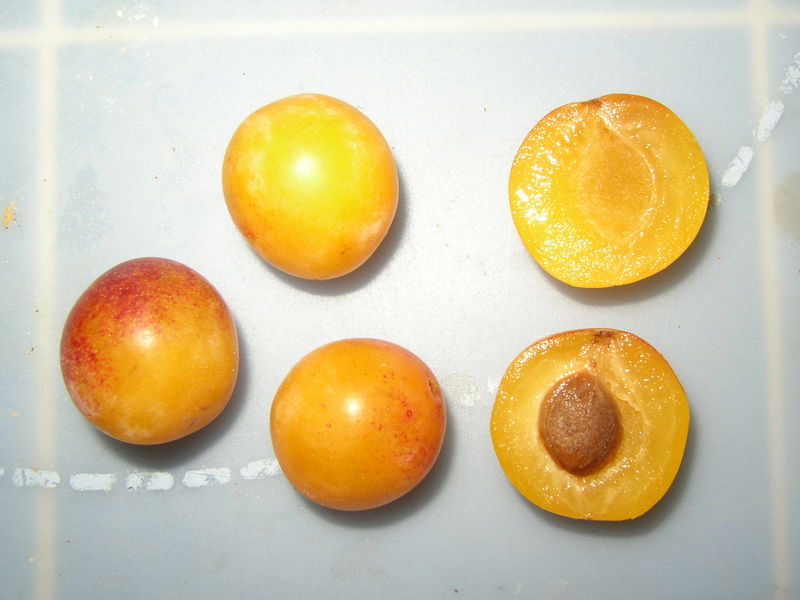 ciruela.jpg