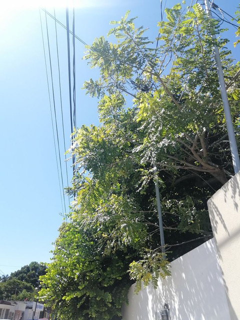 ciruela.jpg