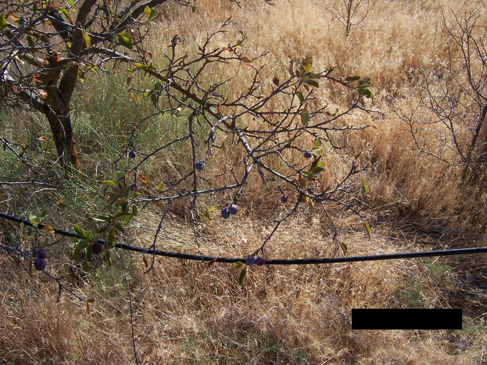 ciruelo%7E0.jpg