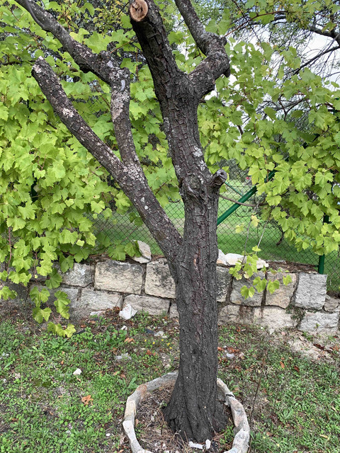 ciruelo-enfermo01.jpg
