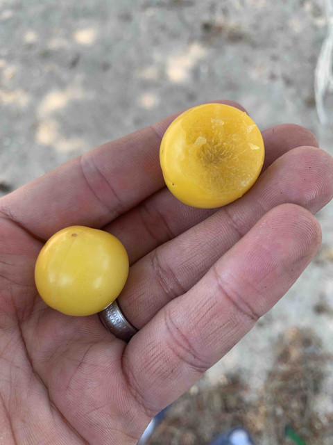 ciruelo-mirabelles01.jpg
