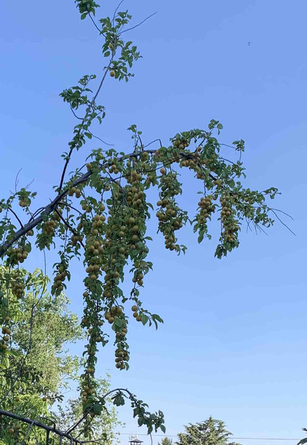 ciruelo-mirabelles02.jpg
