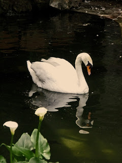 cisne+y+cala.jpg