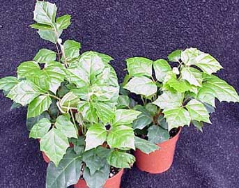 cissus-rhombifolia.jpg