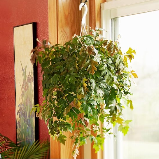 Cissus-rhombifolia.jpg