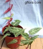 cissus_amazonica_aug25_2004.jpg
