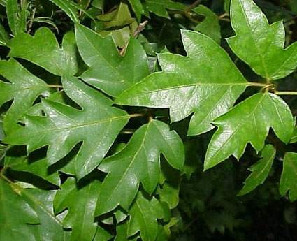 Cissus_Ellen1-max-500.jpg