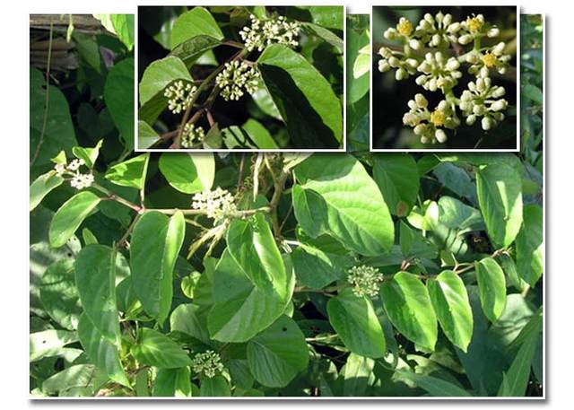 cissusverticillata2.jpg