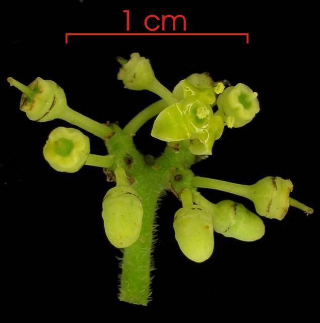 cissusverticillataflora.jpg