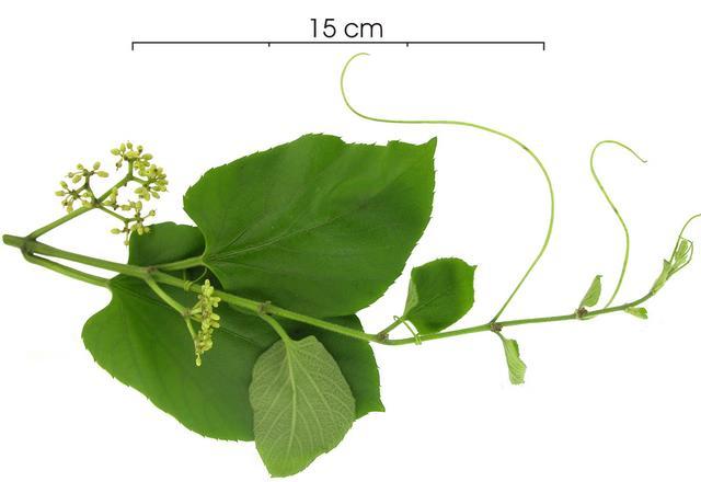 cissusverticillataflowe.jpg