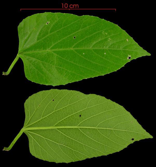 cissusverticillatahojas.jpg
