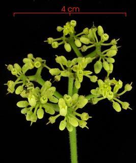 cissusverticillataracim.jpg
