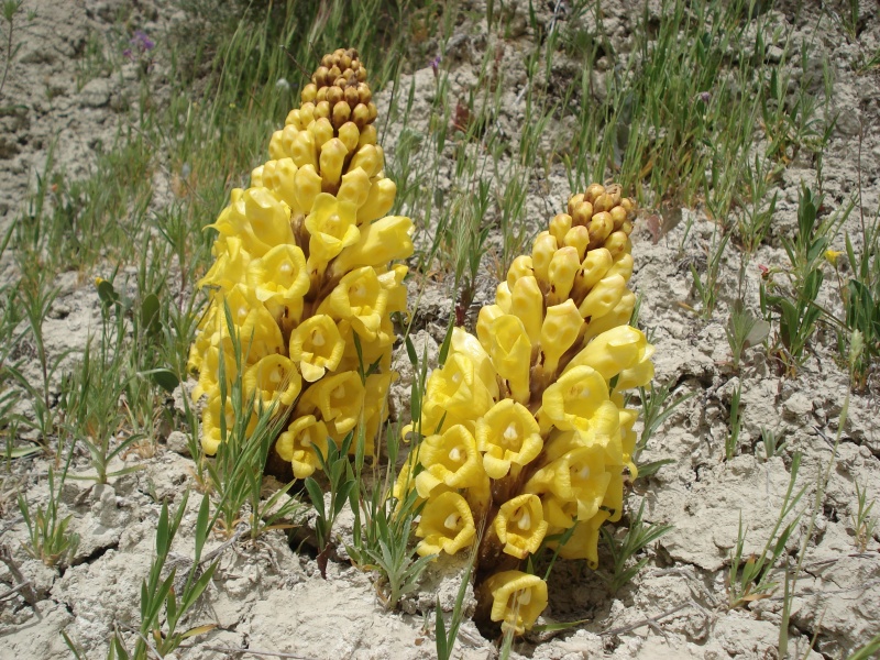 Cistanche%20phelypaea_002246_jfc_1_9_800px.jpg