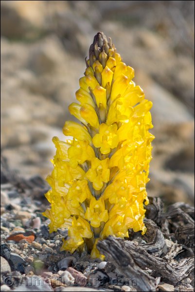 cistanche-phelypaea---ssp-lutea_3.jpg