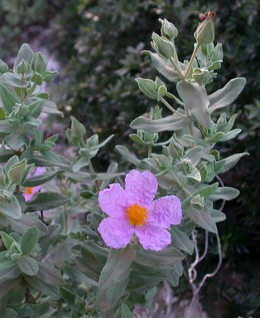 cistus-albidus-1.jpg