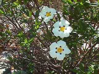 cistus-ladanifer.jpg