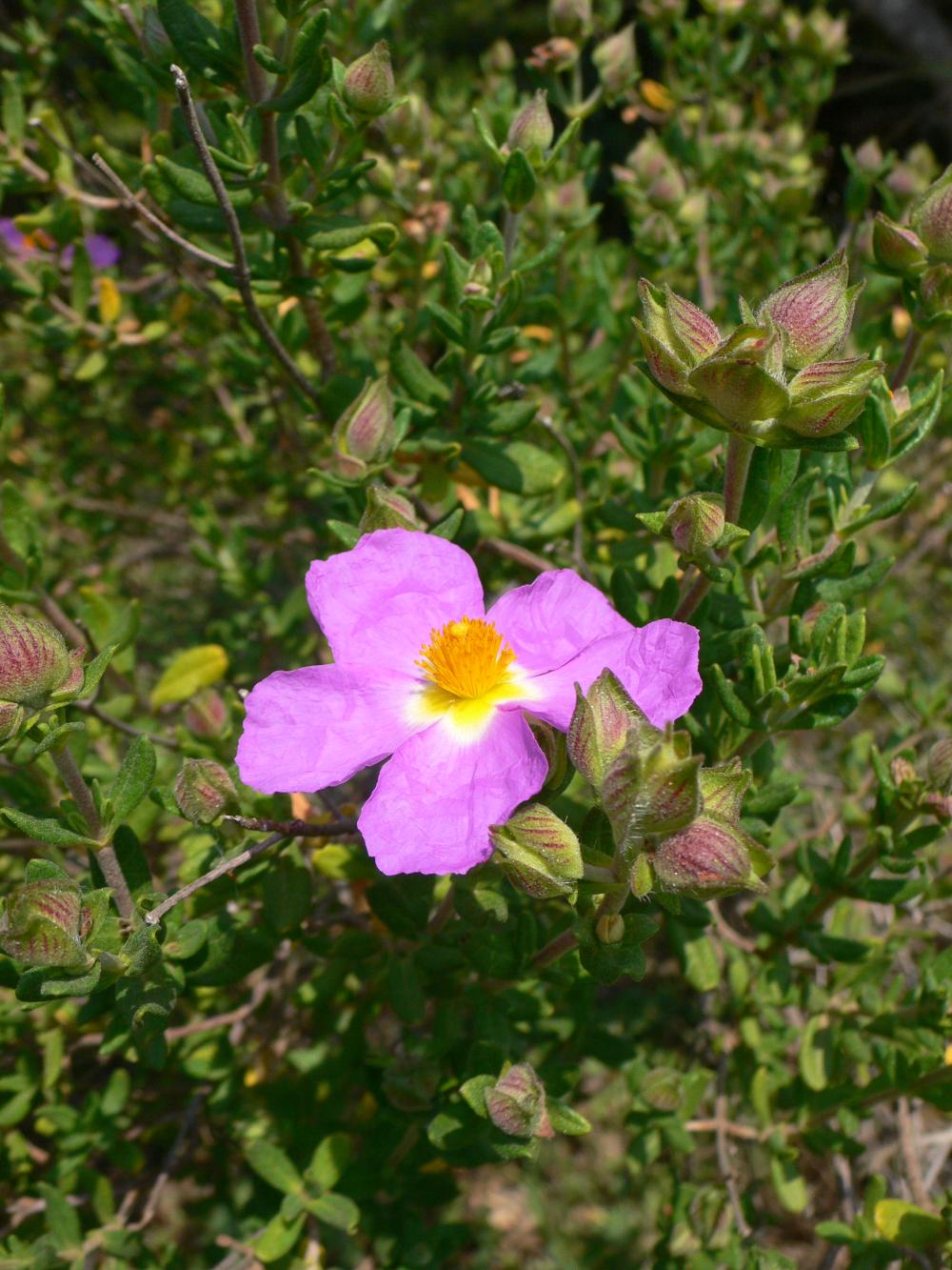 Cistus_heterophyllus.jpg