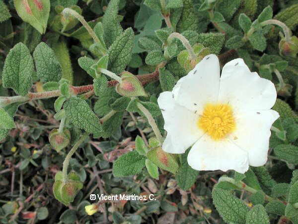 Cistus_salviifolius.jpg