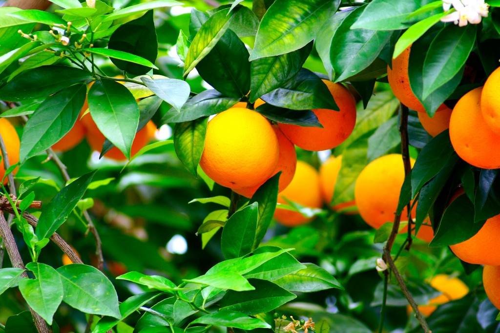 citricos.jpg