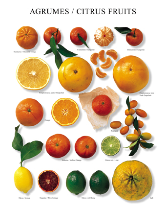 citricos.jpg